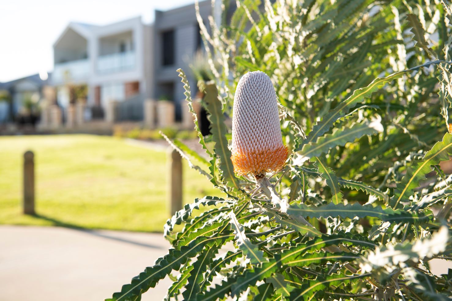 Banksia Grove Two Storey Flora and Fauna Nature Surrounds